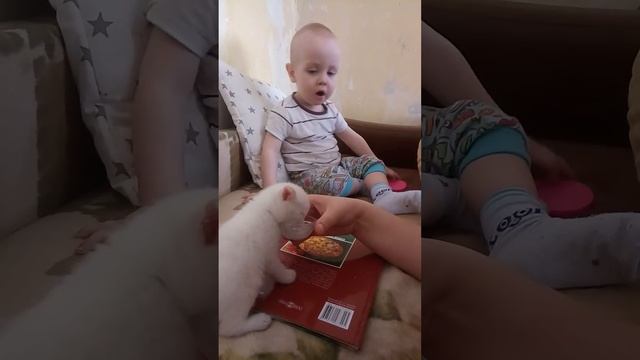 мой брат, маленький котик Снежок