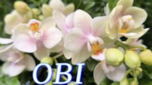 №1077/ СВЕЖАЯ поставка ОРХИДЕЙ в OBI