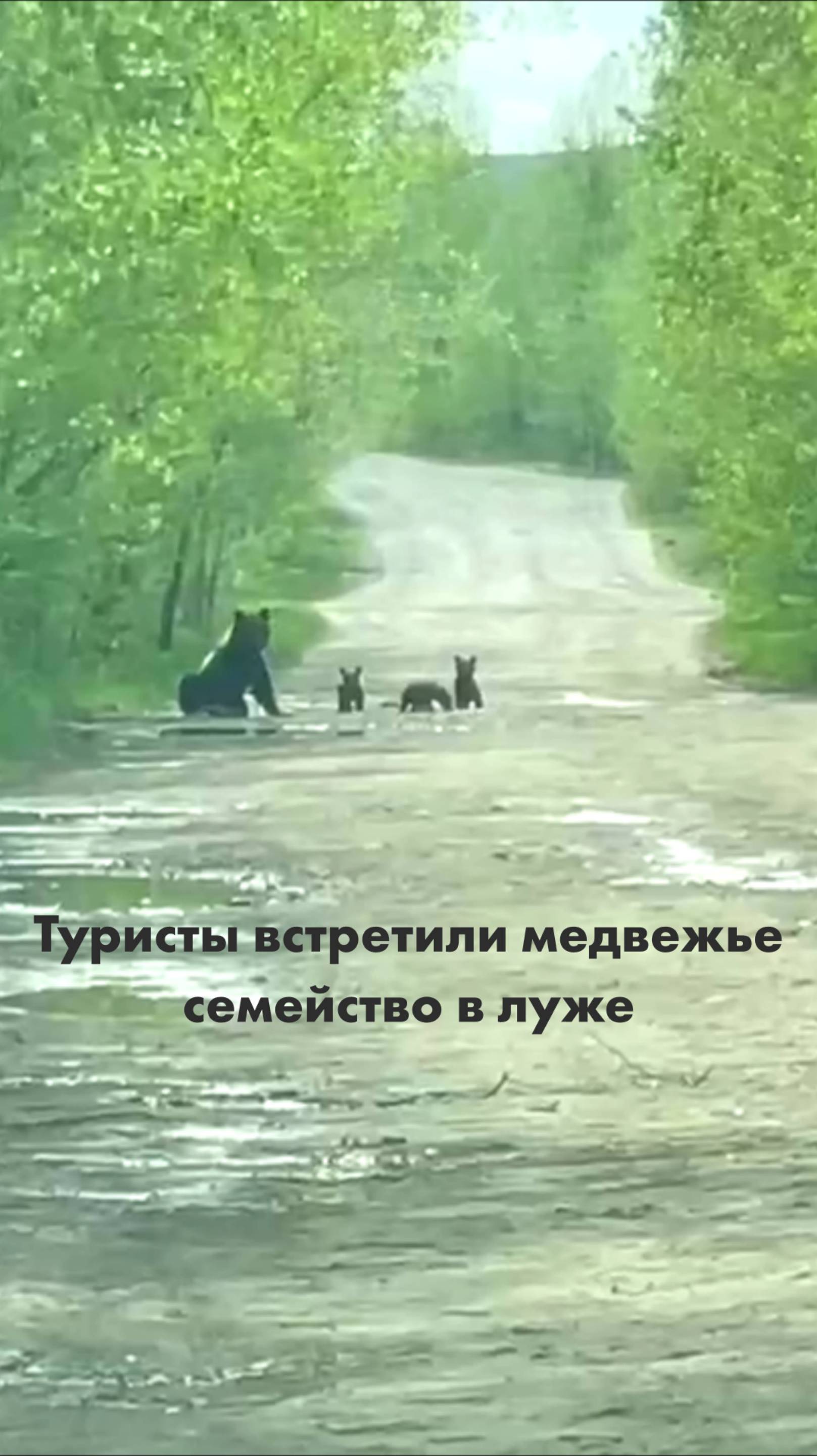 Туристы встретили медвежье семейство в луже