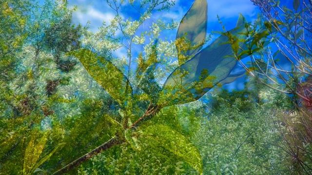 17-05-2025 Урал, Асбест, все цветет 🌿🍃🍃🌼