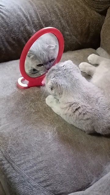 Прикольная озвучка кошек 🤣