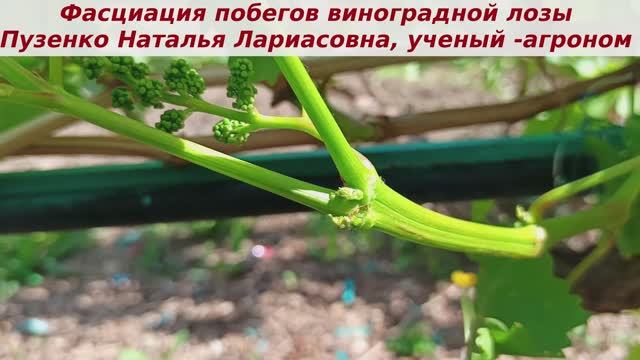 Ленточные побеги на винограднике, раздваивающиеся побеги. Аномалии развития побегов винограда.