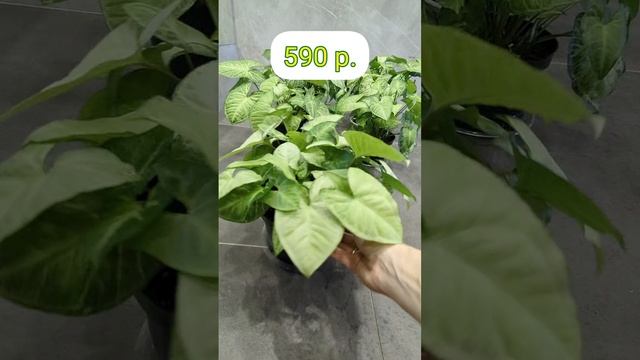 1000026708.mp4