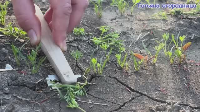 Всю жизнь МУЧИЛАСЬ прореживая морковь…Пока не придумала ЭТО