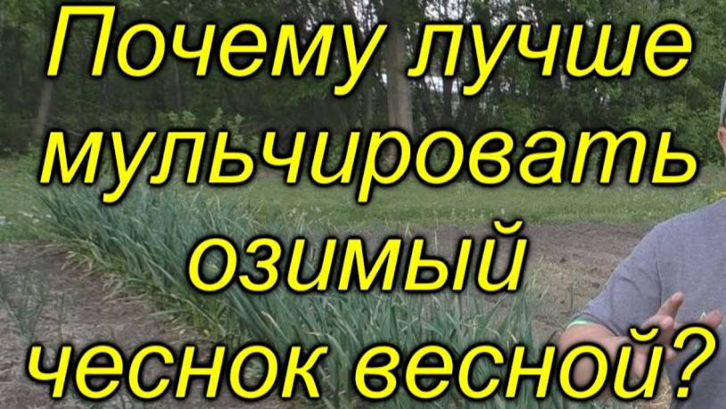 🧄💥Мульчируем озимый чеснок ВЕСНОЙ – Разбираем плюсы и минусы!