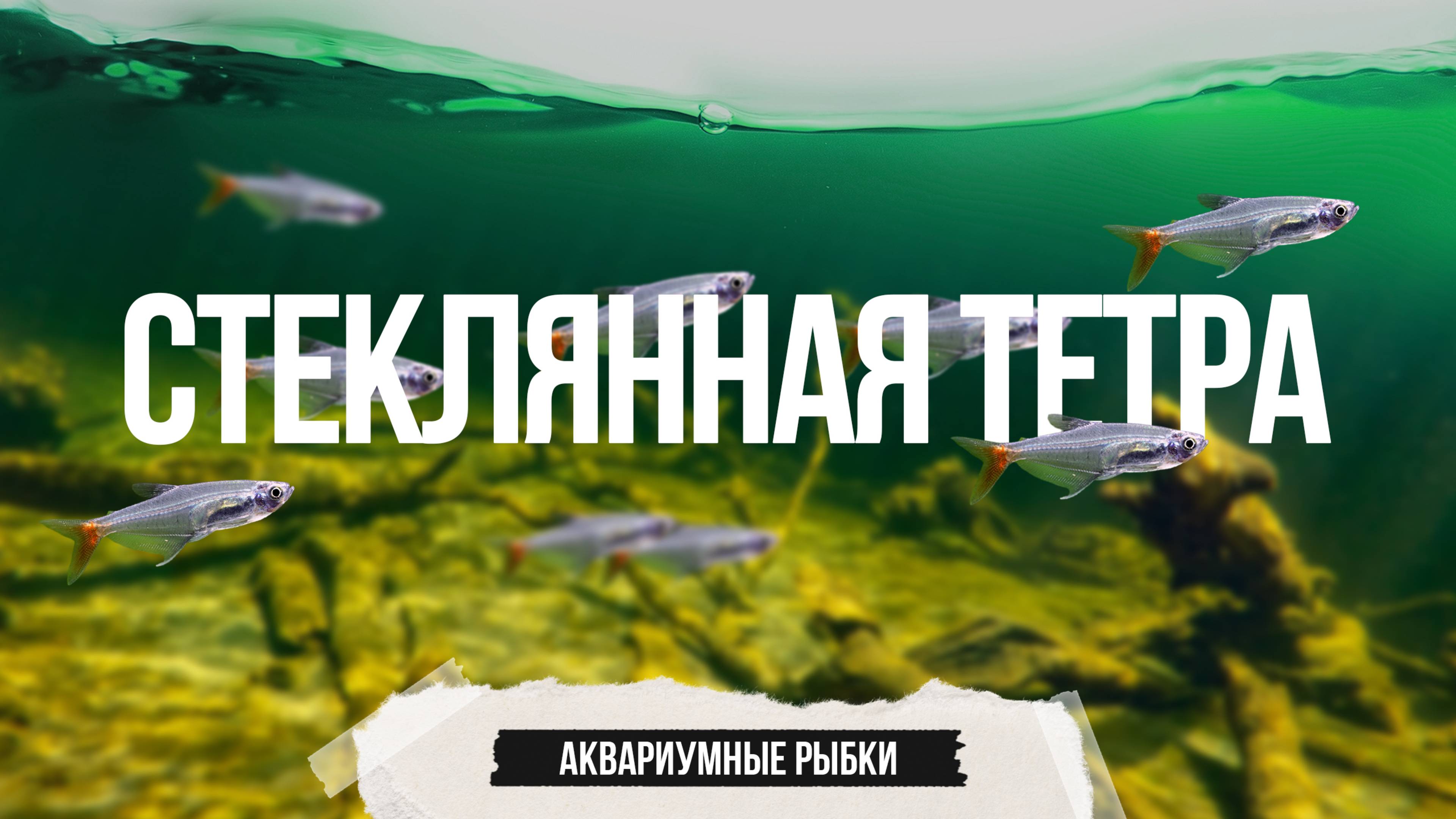 Стеклянная тетра - неприхотливая аквариумная рыбка с необычной внешностью