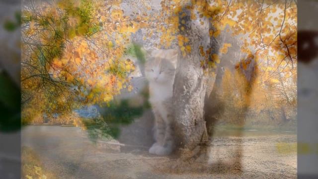 Кошки - это кошки! ч.1