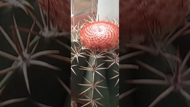 Обзор 2 я часть