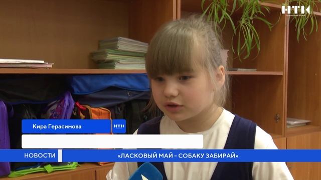 «Ласковый май — собаку забирай»