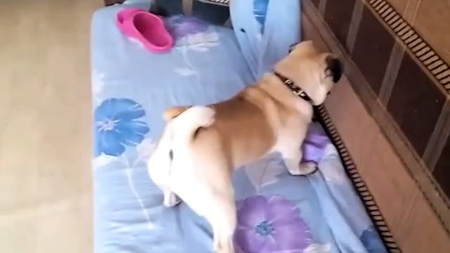 Мопс Берта ищет кота