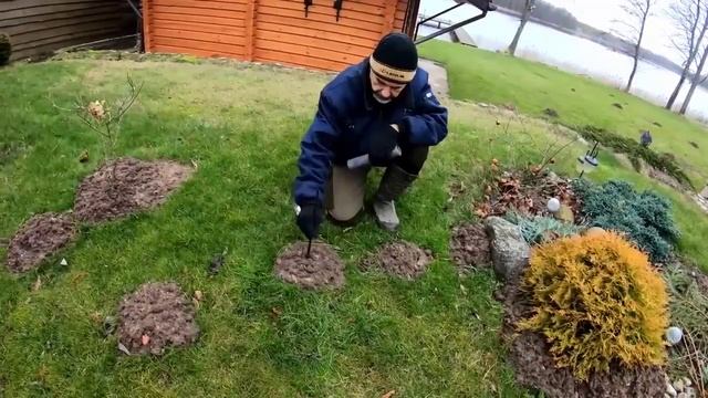 Кроты бегут как ошпаренные! Это народное средство выгоняет их с участка за 1 день