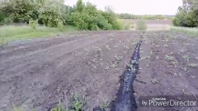 Занимаюсь огородными делами.