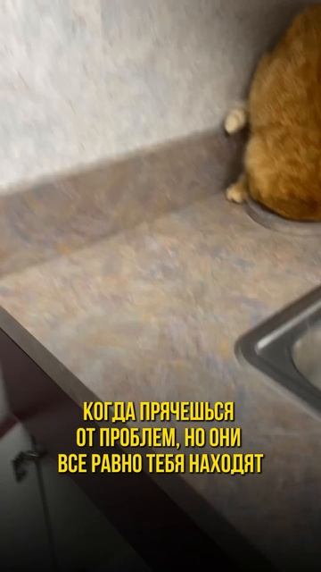 Когда прячешься от проблем, но они тебя всё равно находят #коты #рекомендации #котики #юмор #cats
