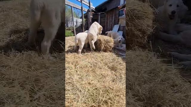 1000041228.mp4