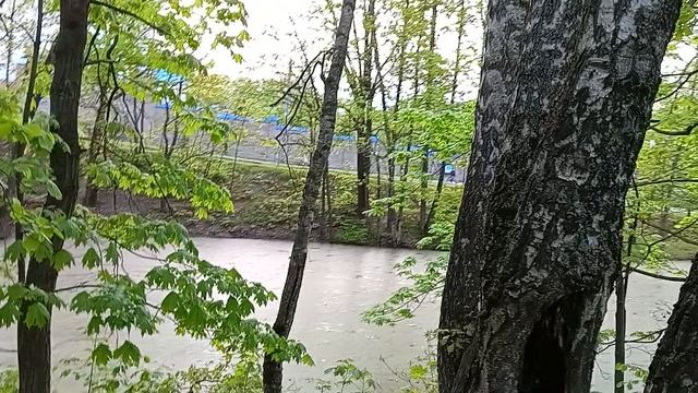 Ландыши сегодня встретились у тропинок севера,с бутонами, скоро зацветут