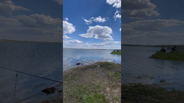 Одуванчики …17 мая 2025 год …