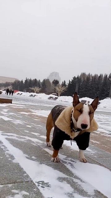 Продолжаем показ мод