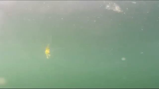 Ловля окуня на поплавочную удочку.My fishing.