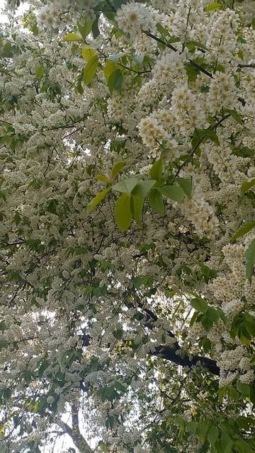 Белый дым черемухи