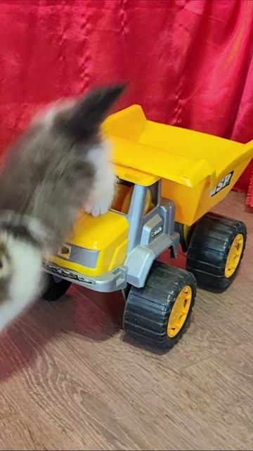 Водитель детского желтого самосвала. #котята #шорты 4к