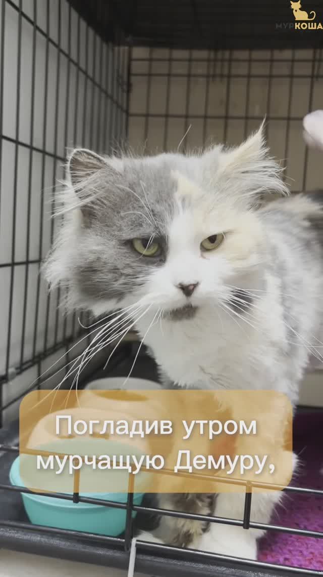 Демура ждёт вас в приюте #Муркоша