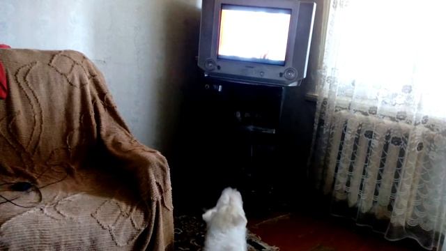 Снежок который любит смотреть телевизор