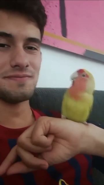 Попугаи-хулиганы: пернатый трэш и угар! 😜🦜**