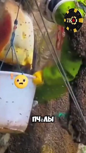 Пчелиный рай