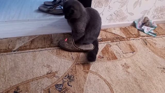 Котик в тапке