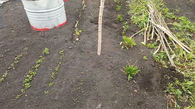В деревне всегда дела найдутся