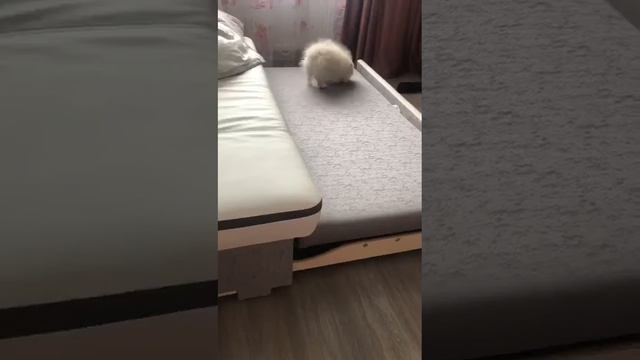 Щенок шпица в новом доме