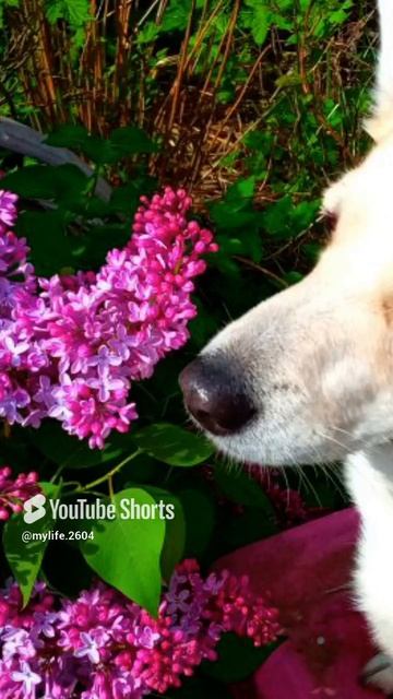 My Love🩷🩷🩷🩷🩷🩷🩷🩷🩷 16 мая 2025 🤗 #dog #mylife