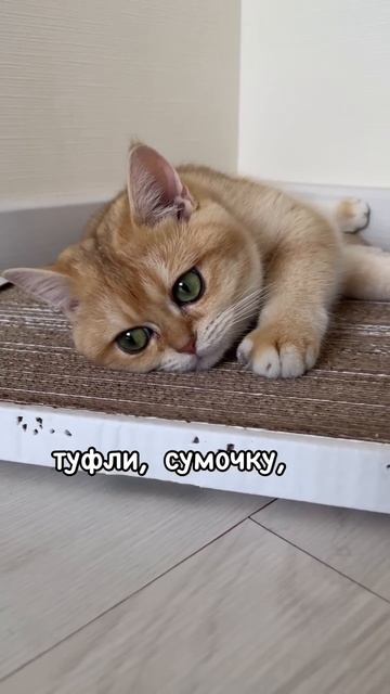 Ничего не хочу !