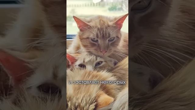 Теперь вы чуточку больше узнали о астрономии.🐱⭐