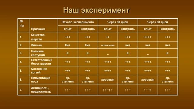 "Маленькие собаки в большом городе". Лекция кандидата ветеринарных наук Романовой Ольги Владимировны