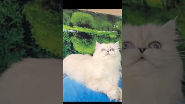 VID_20250517_102616_052.mp4