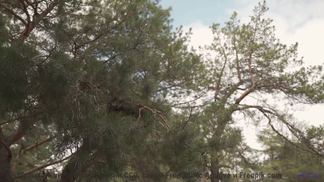 Музыка несёт сквозь облака и горы за минуту - Lunapark Is Burning -- Ayato + Kecap Tuyul -- Flowers