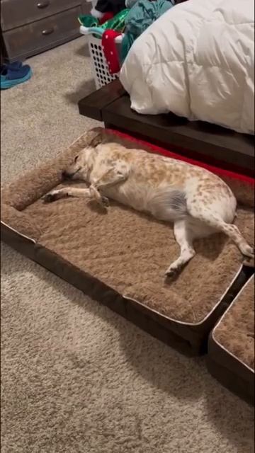 🐾