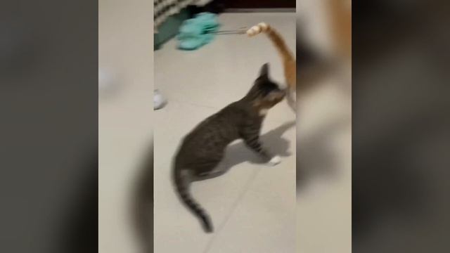 Наш TG https://t.me/liveofcats