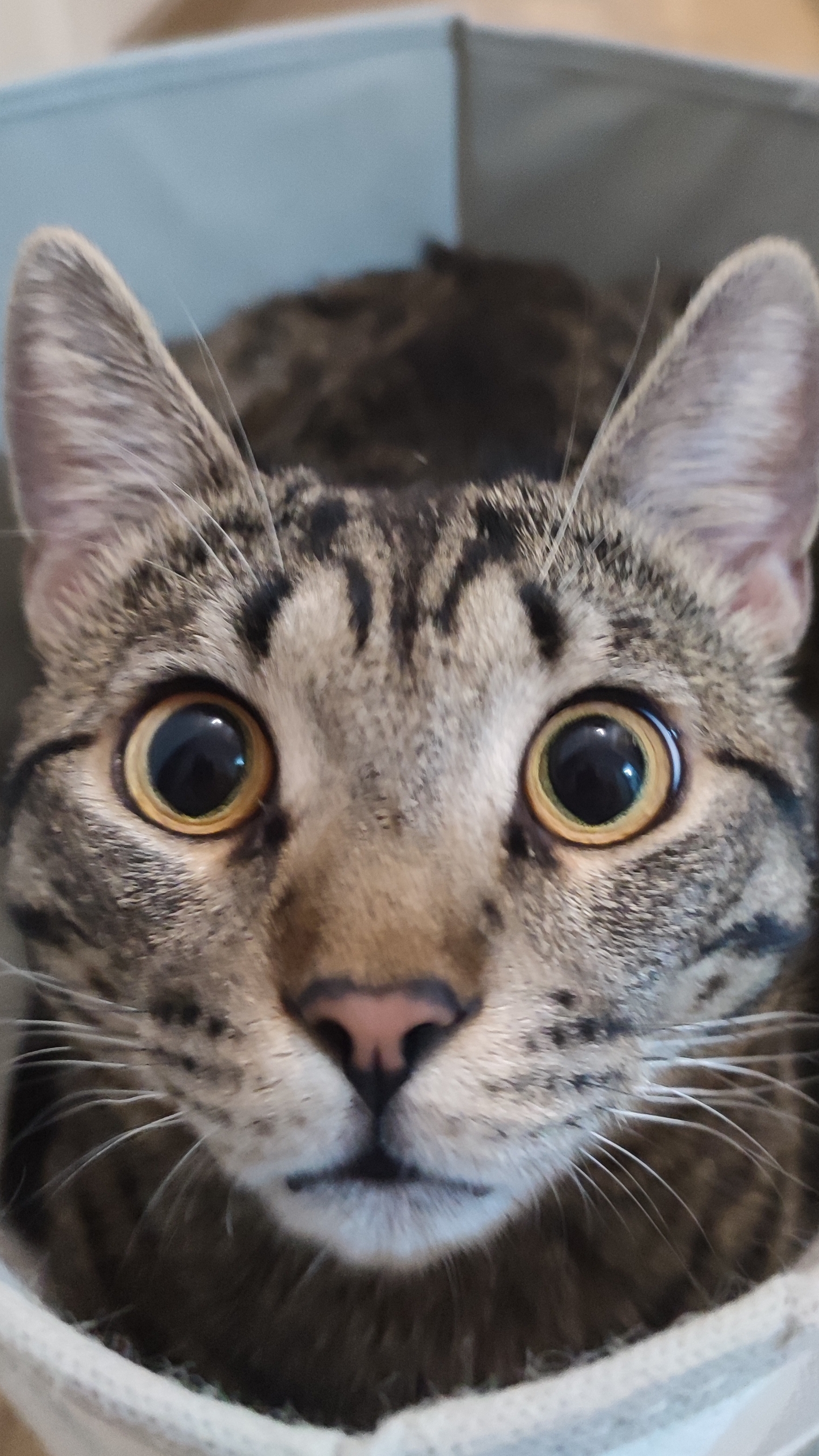 Котик на чиле...А вы нет...Ужас...Ахаахха