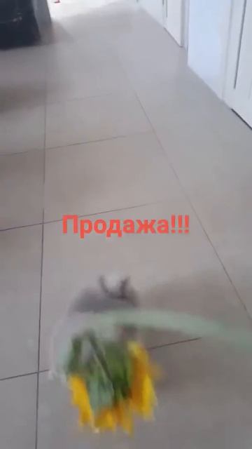 Продажа!!! Девочка померанского шпица.