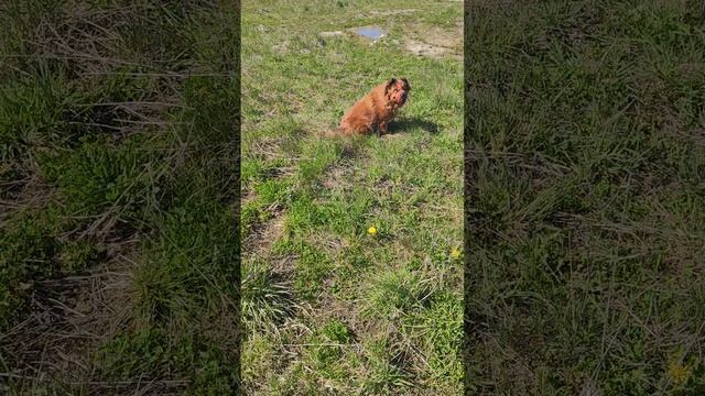 прогулка королевишны хитропопой