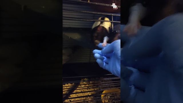 Дай сожрем перчатку