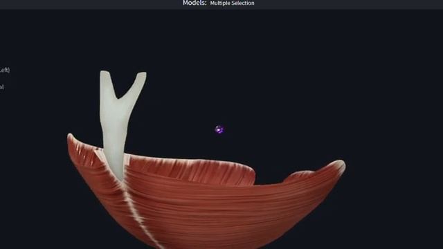 Мышца поднимающая задний проход. Видео обзор.