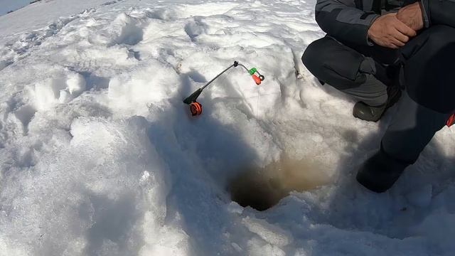ОХ УЖ ЭТОТ ОКУНЬ! НЕ ЗРЯ ВЕРНУЛИСЬ НА СТАРОЕ МЕСТО ...