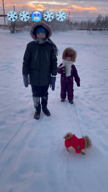 #щенок #шпиц #pomeranian