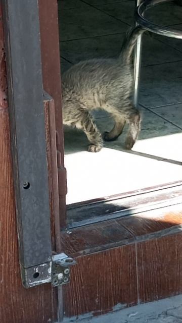 котик