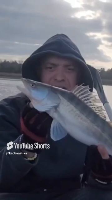 Клёвый судак! Полное видео уже на канале. #fishing #лодка #рыбалка #судак
