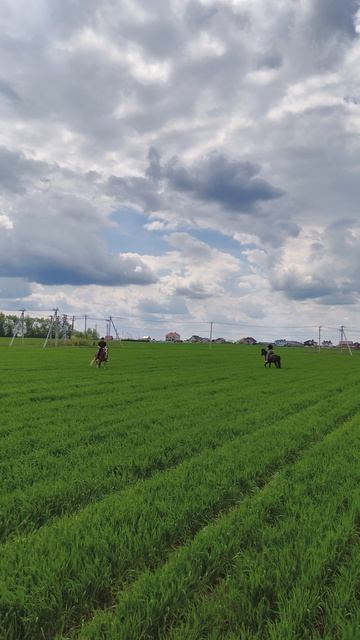 Александр и Олеся пытаются совместно порысить в поле.