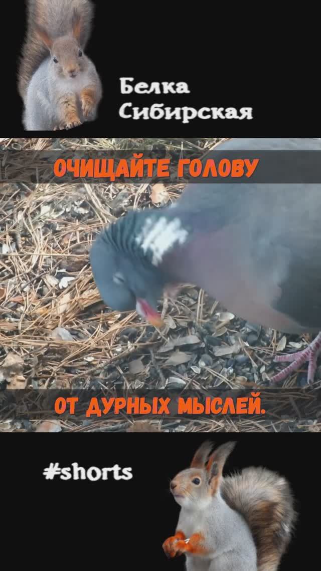 У вяхиря чешется голова